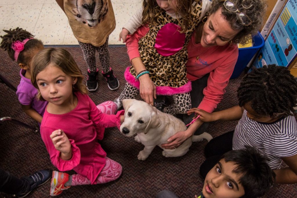 Introducing Ellie, the Official MICDS Yellow Labrador - MICDS